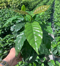 6" Coffee Arabica